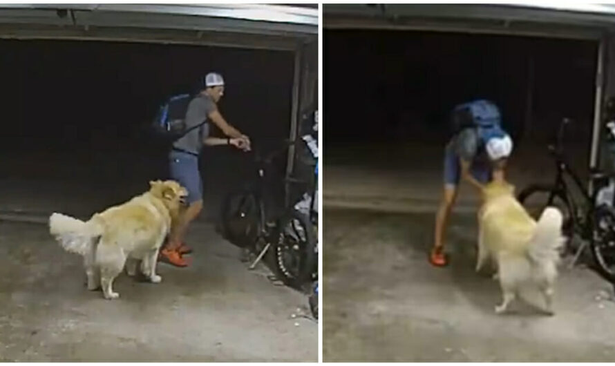 Watch: Overly-friendly golden retriever wins heart of bike thief robbing home