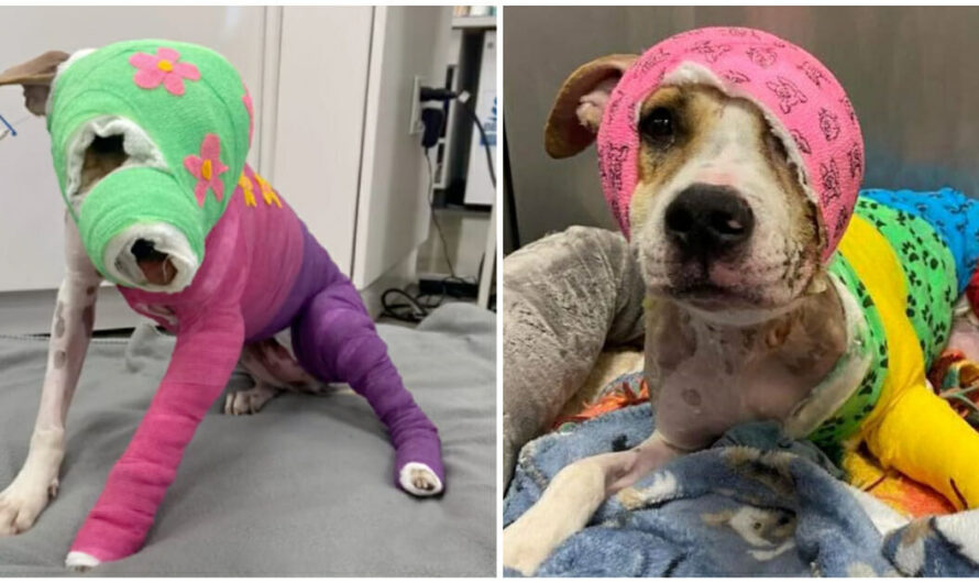 Riona was cruelly set on fire — after a year of recovery, she’s finally going to her new home