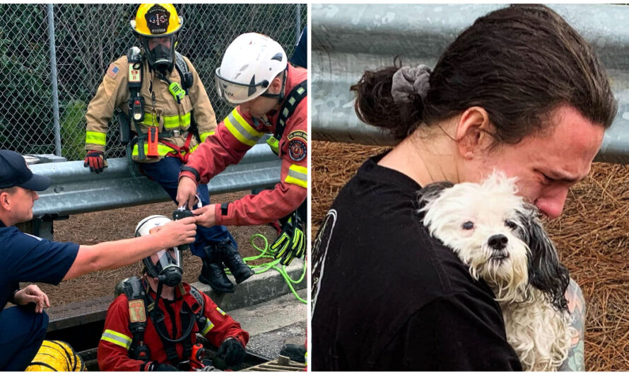 Firefighters rescue truck driver’s dog from storm drain, reunite her with owner