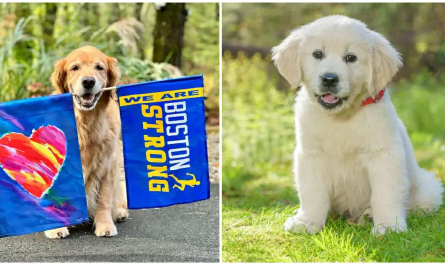 Family of late Boston Marathon dog Spencer gets a new puppy to carry on his legacy