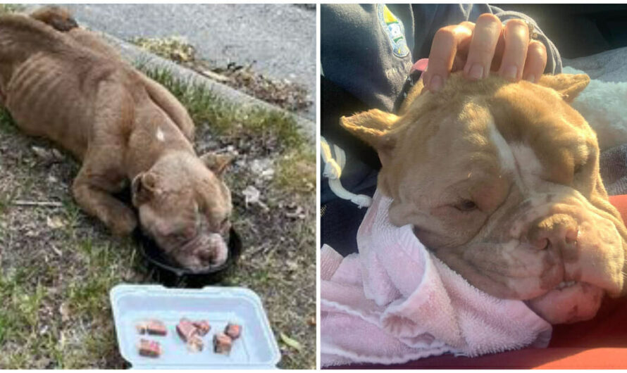 Abandoned dog was found starving in the middle of the road — now she’s getting the life she deserves