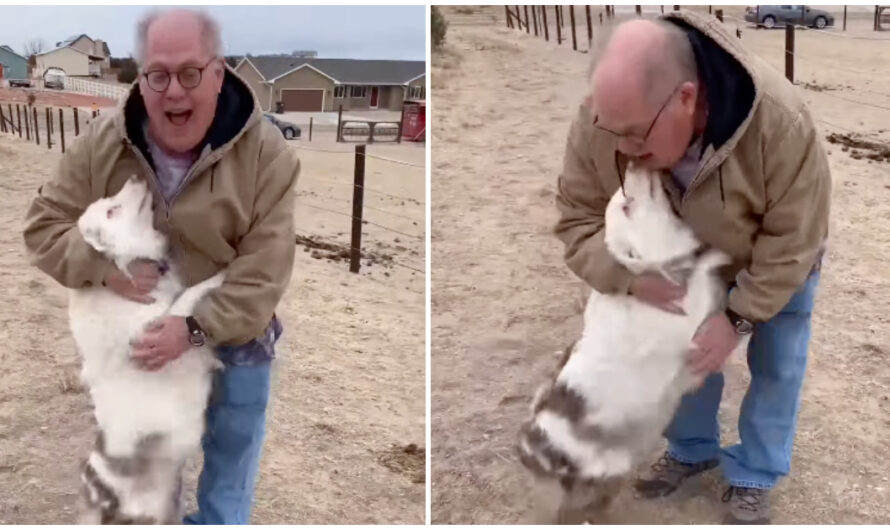 Dad worries deaf, blind dog won’t recognize him after a year apart, but she runs right to him