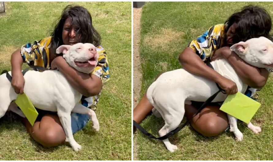 Emotional moment as dog missing for three years reunites with late owner’s sister