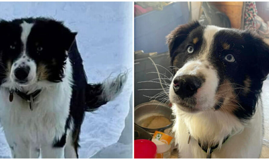 Lost dog returns home after surviving 150-mile trek across Alaska sea ice