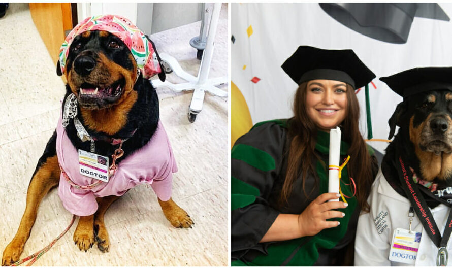 Therapy dog who helped nurses through pandemic receives honorary ‘dogtorate’ from university