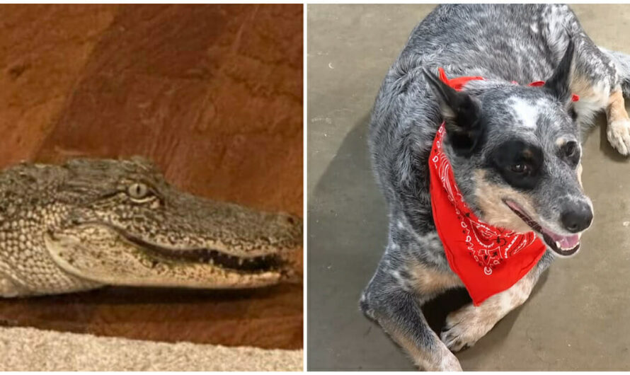 Dog alerts owners after alligator sneaks in through the doggy door