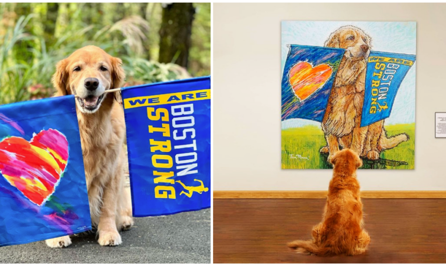 Spencer, famous Boston Marathon dog, is honored with portrait after terminal cancer diagnosis