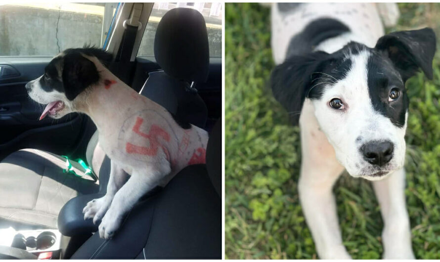 Rescued puppy was found with swastikas drawn all over her body — now she’s looking for a new home