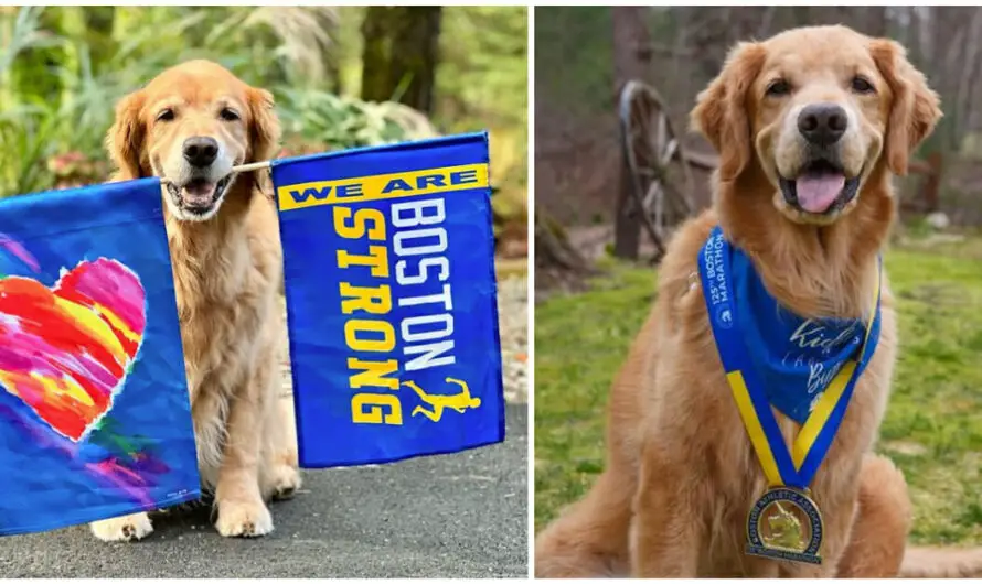 Spencer, iconic golden retriever mascot of Boston Marathon, has died — rest in peace