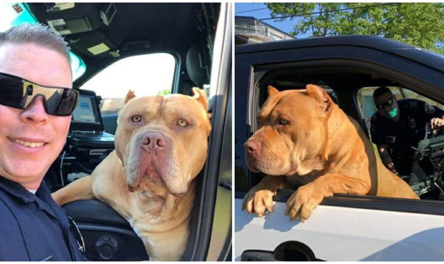 Police Officer Responds To Call About ‘Vicious’ Pit Bull, But Finds A Sweet New Friend Instead