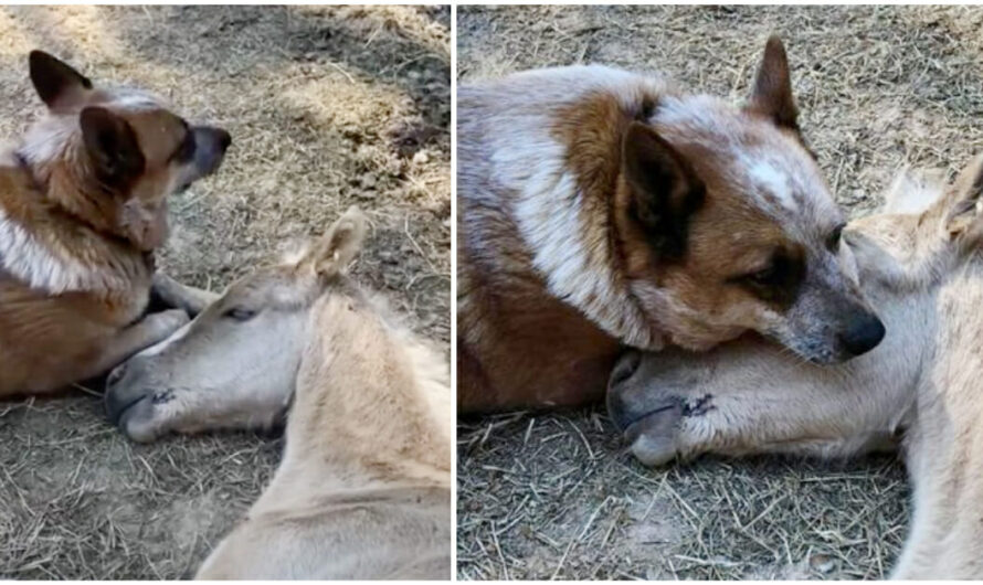 Dog comforts an orphaned, 9-day-old foal after his mother’s death, takes the horse under his wing