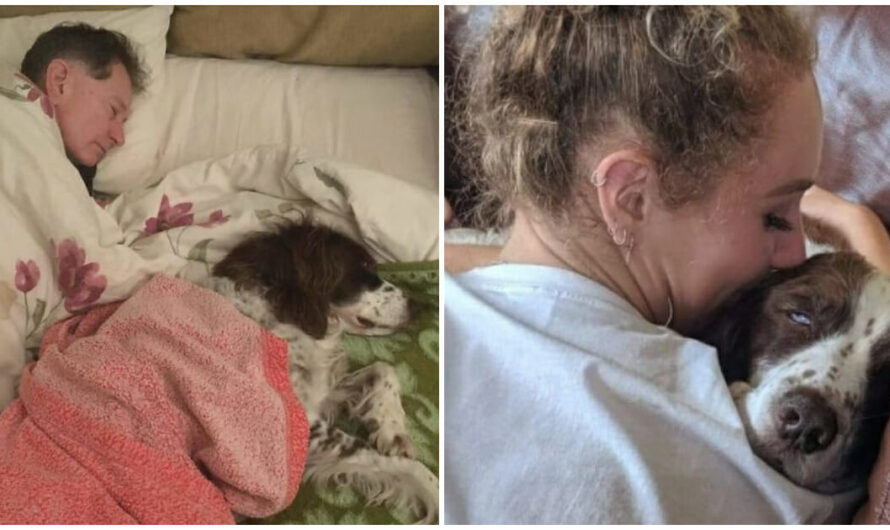 Family Takes Turns Sleeping On The Couch To Keep Their Old Dog Company