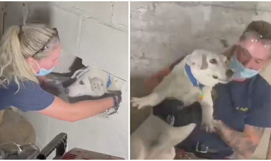 Firefighters rescue missing dog who was trapped between concrete walls for five days