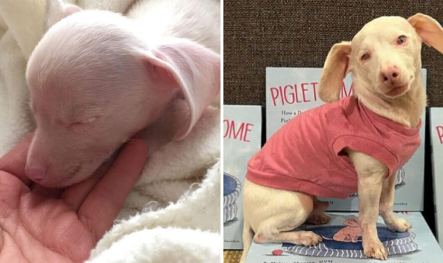 Pink puppy born deaf and blind becomes an inspiration for kids with differences