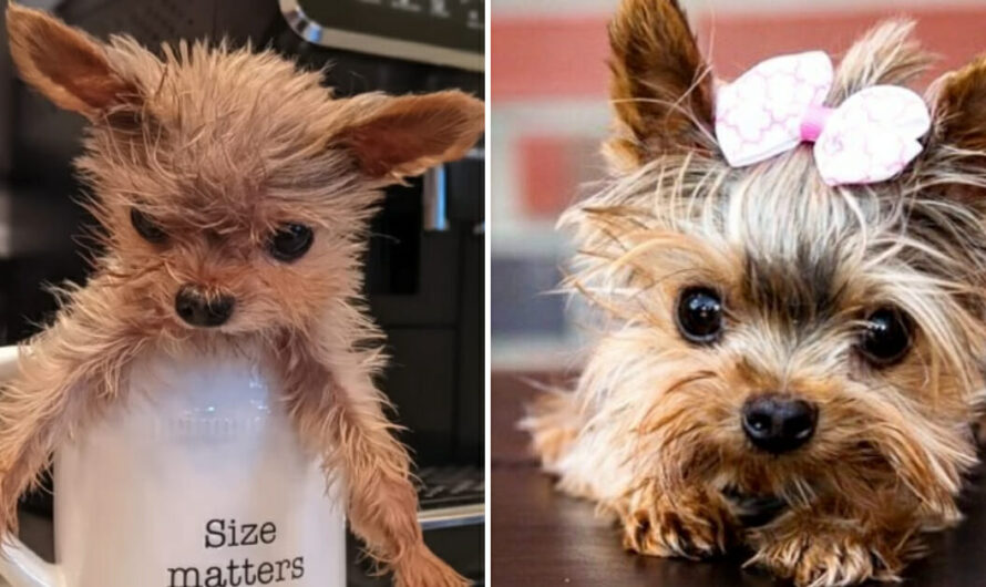 Tiny dog rescued from puppy mill was given six months to live, but defies the odds thanks to family