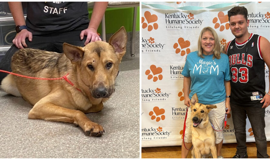 German shepherd was shot in the head in January — but now he has a loving new home