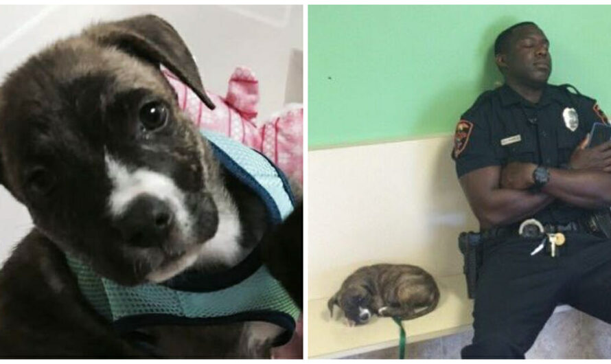 Police Officer Goes Out Of Way To Rescue Stray Puppy, Falls Asleep By Her Side At Vet