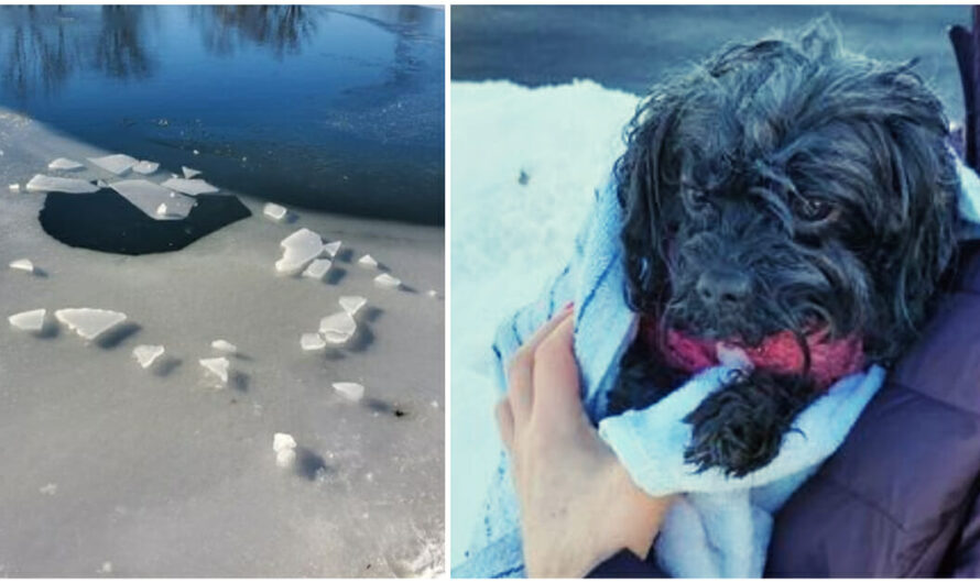 Deputy saves woman and her dog who fell through frozen pond — his second dog rescue in two weeks