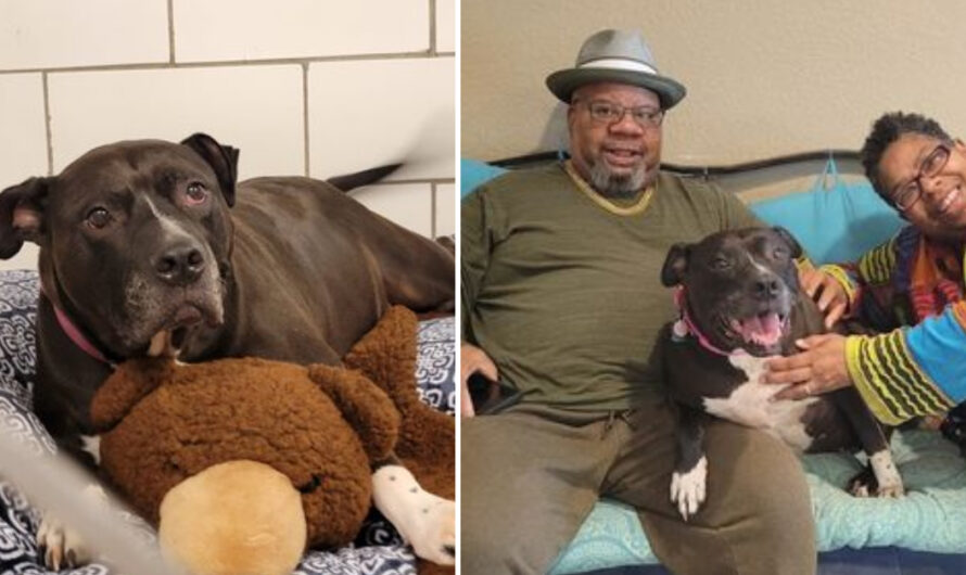 Rescue dog who was always passed by finally finds a home after two years in shelter