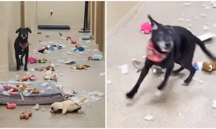 Shelter Dog Breaks Out Of Kennel, Spends All Night Partying With Squeak Toys