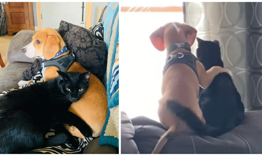 Dog puts his arm around his cat friend as they look out the window together