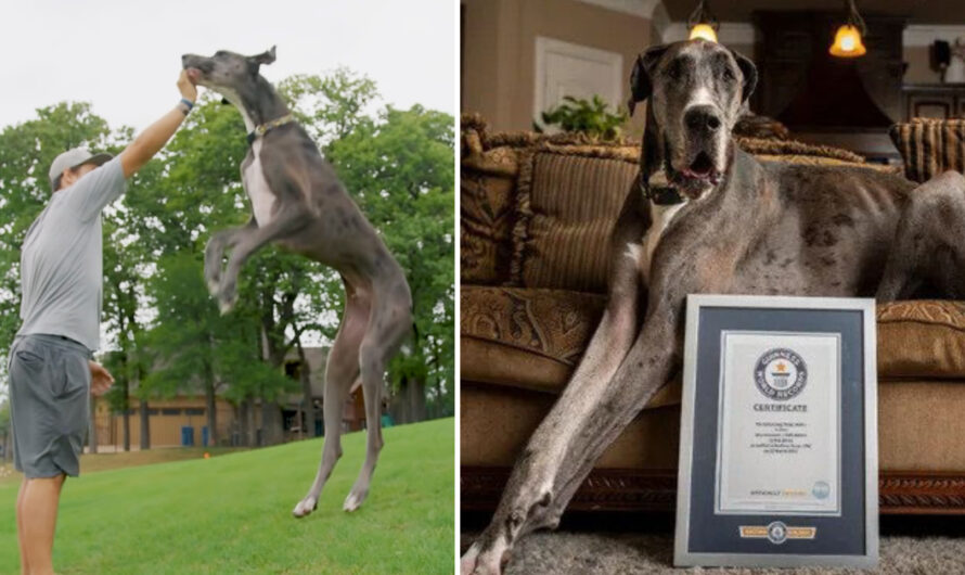 Zeus the Great Dane named the tallest dog in the world by Guinness World Records