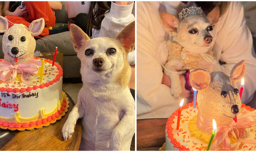 Sweet Chihuahua gets a big party for her 15th birthday, is overjoyed when she sees her special cake