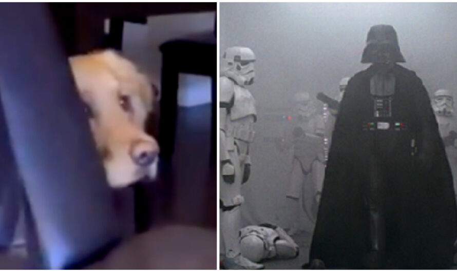 Golden retriever watches ‘Star Wars,’ and hides behind the couch when she sees Darth Vader