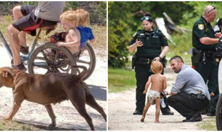 Missing 3-year-old with autism found safe with loyal dogs who protected him