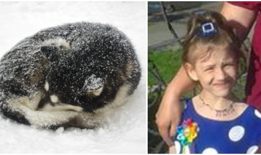 Missing 10-year-old girl survives night in blizzard by cuddling up with ‘fluffy’ stray dog