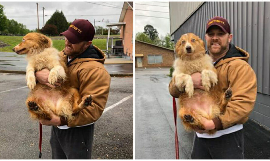 Family struck by tornado finally reunite with the dog who saved their lives