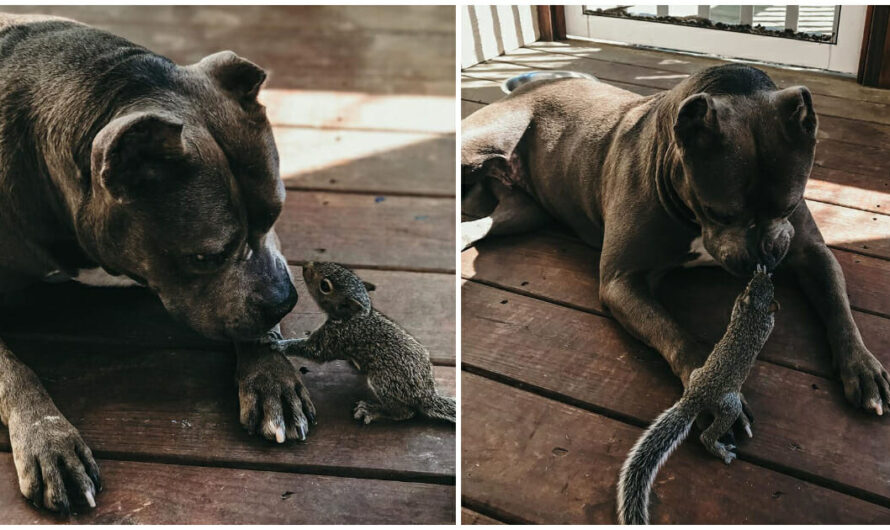 Pit bull forms loving bond with orphaned squirrel who followed him home