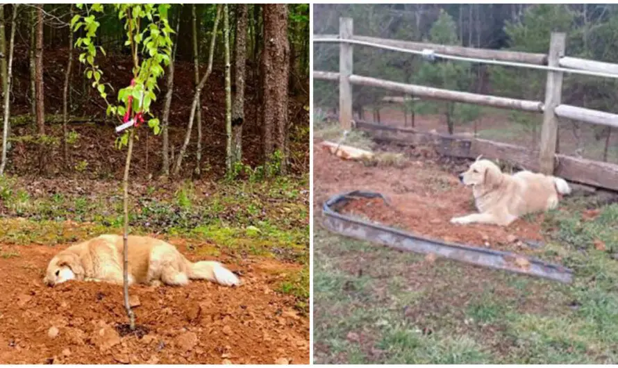 Three-legged dog always mourns for his friends by laying by their gravesites