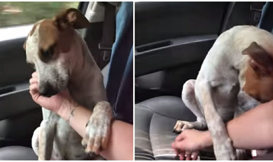 Woman rescues starving, tied-up dog, and he shows his gratitude the whole ride home