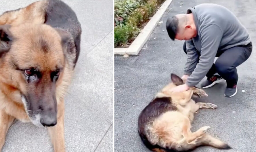 Retired police dog gets emotional after reuniting with handler she hasn’t seen in years