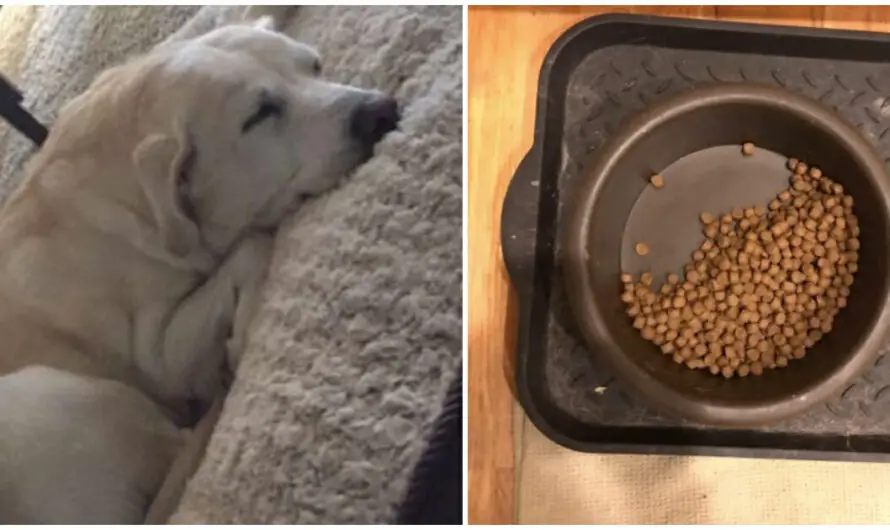 Mourning dog still leaves half the food in the bowl for her best friend, even after he passed away