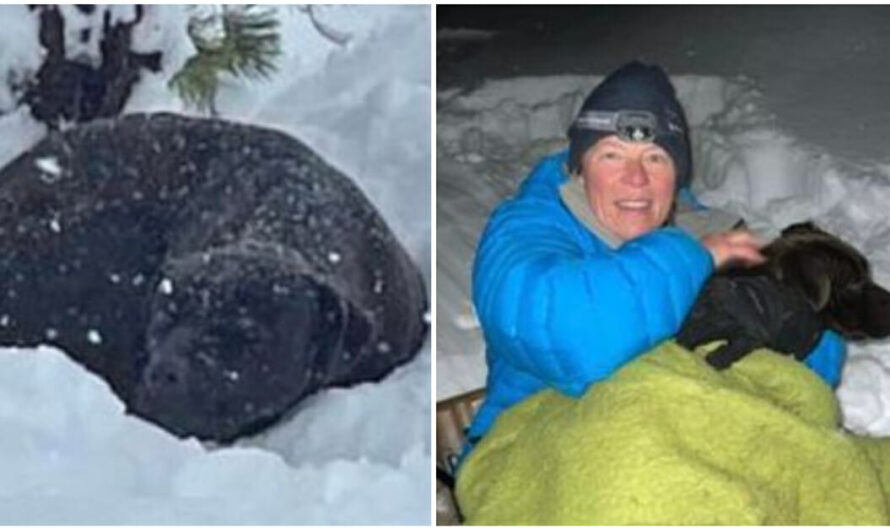 Rescuers Save Lost Dog Stuck In Deep Snow, Reunite Him With His Owner After Months Apart