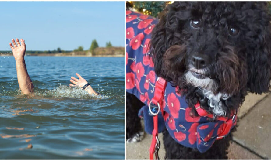 Dog Saves The Day After Alerting Owner To Man Drowning In The Sea