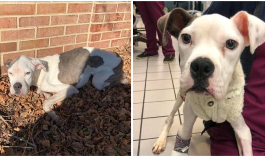 ‘Skin and bones’ dog ditched outside shelter is now recovering thanks to rescue