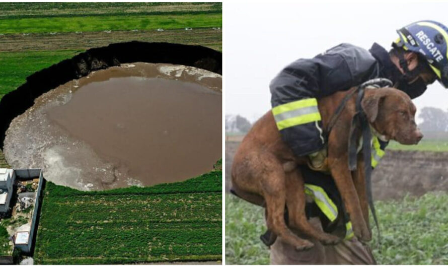 Firefighters Save Two Dogs Who Got Trapped In Massive Sinkhole