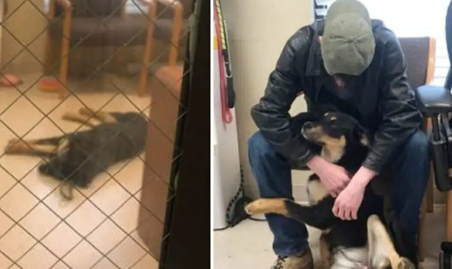 Homeless 17-year-old reunites with dog after having to surrender her to shelter