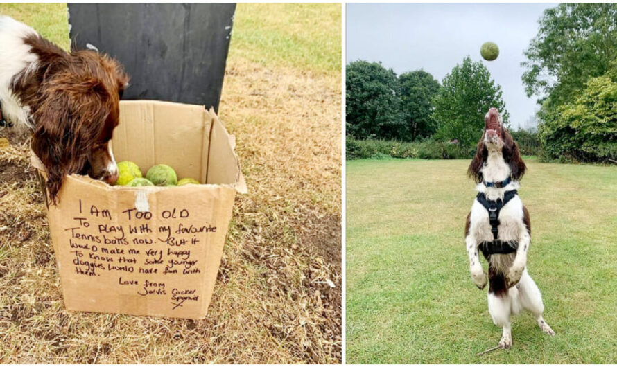 Dog walker finds box of tennis balls in park, donated by dog who is too old to play with them