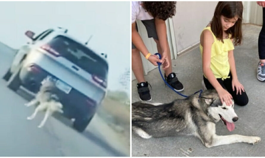 Husky dog is left on the side of the road by owner, but soon finds a loving new home