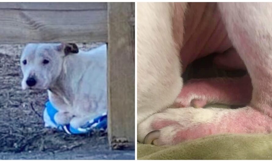 Abandoned Dog Found With Paws Tucked Underneath Due To Extreme Frostbite