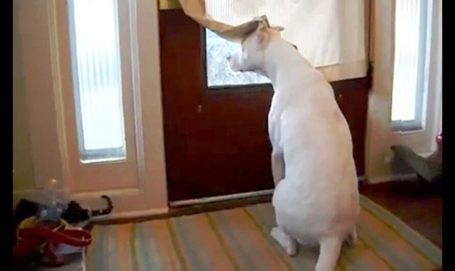 Deaf Dog Fears He’ll Miss Soldier Dad’s Homecoming If He Moves Away From Door