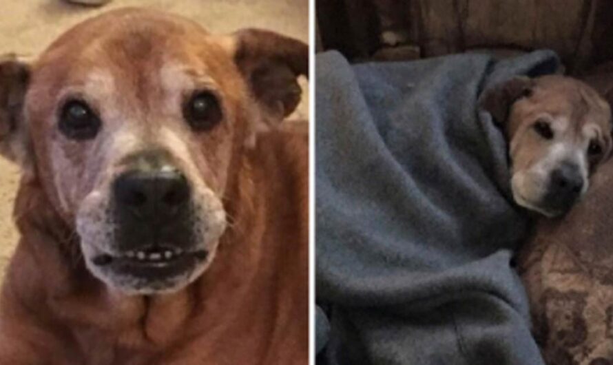 Couple Walked Into Shelter To Donate Supplies, End Up Leaving With A 17-Year-Old Dog Nobody Wanted