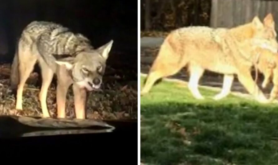 Coyote Waits In Bushes To Ambush Dog, Grabs The Dog And Drags Him Into The Woods