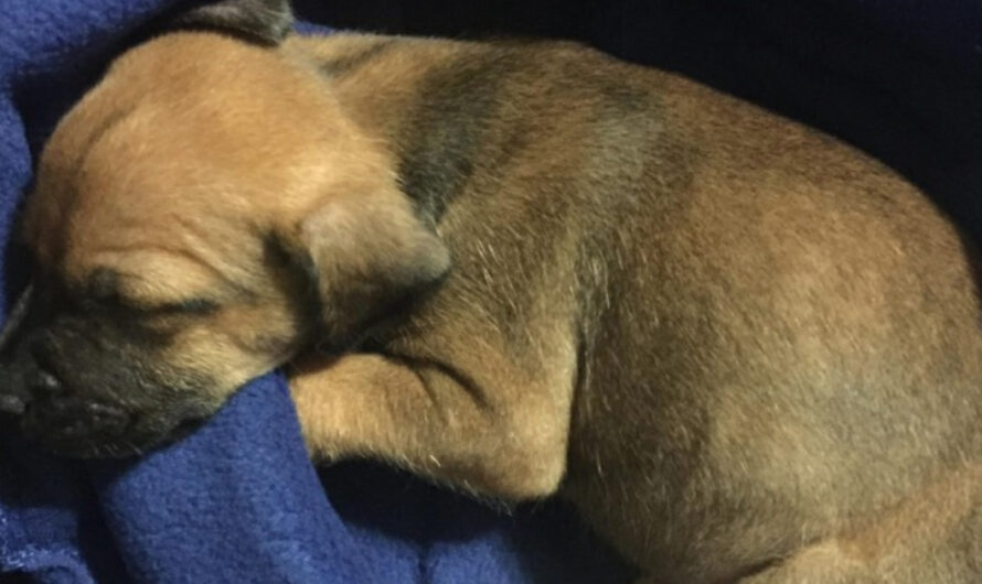 Woman Was Walking Her Dog When She Heard Cries Coming From A Storm Drain