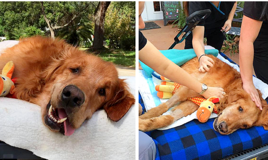 Dog Too Sick To Sit Is Given A Final Ride Around Town, Makes A Miraculous Recovery