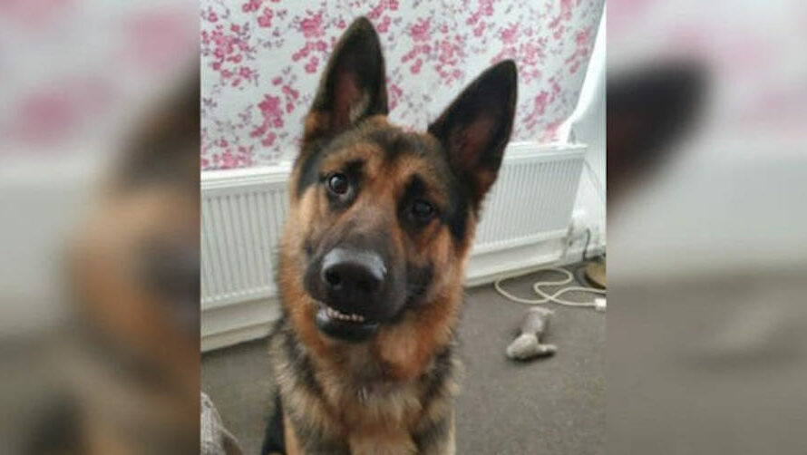 Loyal German Shepherd Scares Off Suspicious Stranger To Protect Owner